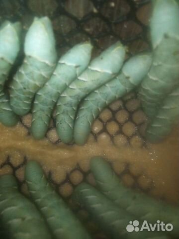 Гусеница бражника