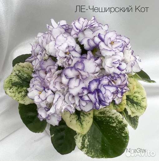 Фиалка ле- Чеширский кот