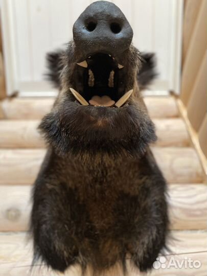 Голова кабана