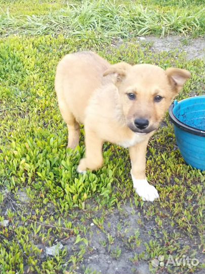 Щенок в добрые руки бесплатно