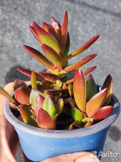 Крассула Капителла Кэмпфайер - Crassula Campfire