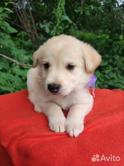 Щенки некрупной собаки