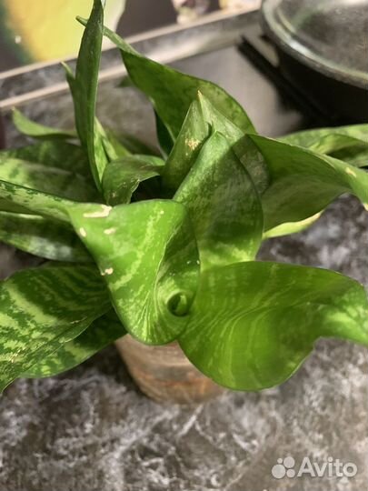 Сансевиерия