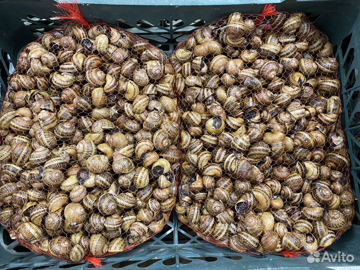 Улитка Muller, улитка Maxima