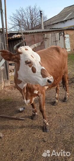 Корова с теленком