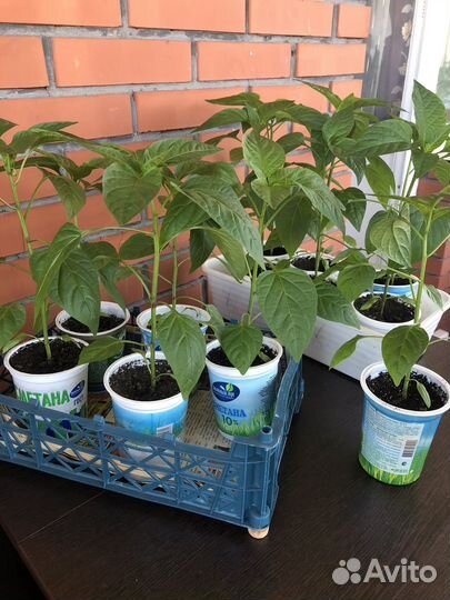 Рассада перцев, помидор