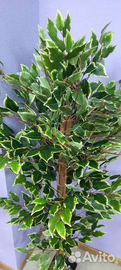 Деревья Фикуса