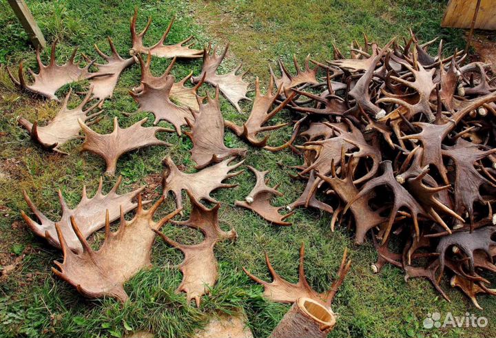 Рога оленя и лося