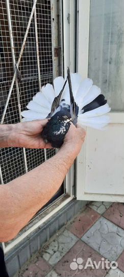 Голуби Николаевские и Донецкого направления