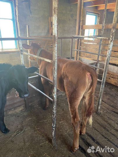 Корова Телята