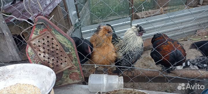 Молодые петухи