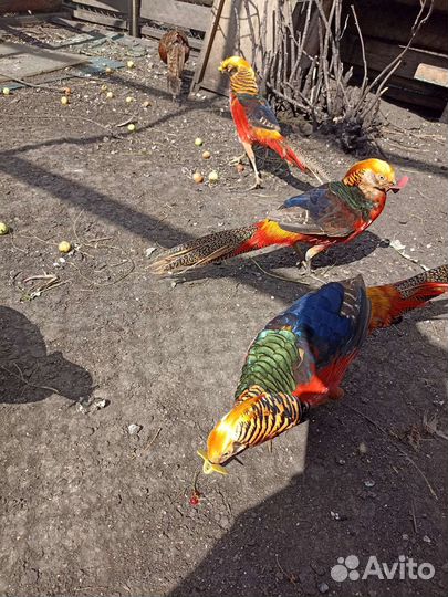 Золотые фазаны