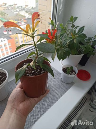 Эсхинантус жар птица