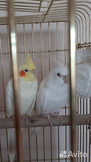 Пара попугаев самка и самец, половозрелые