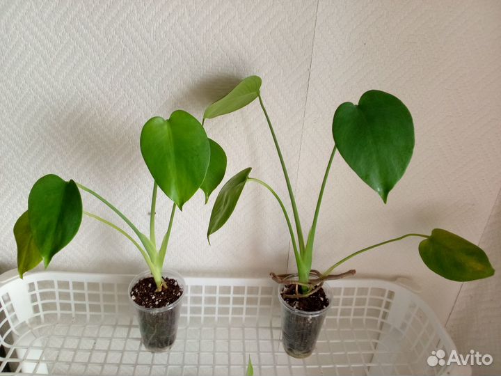 Монстера делициоза