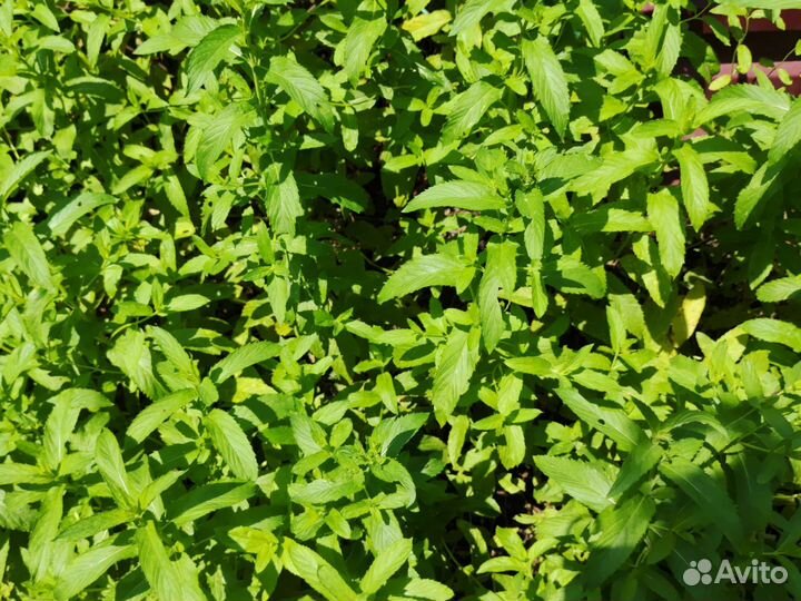 Мята душистая