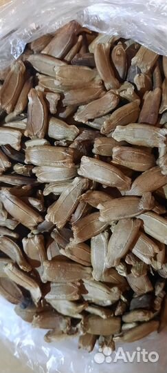 Семена лангенарии змеевидной