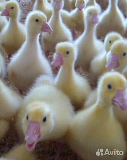 Куры и др. с/х птица