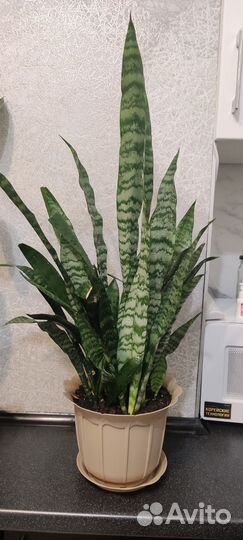 Сансевиерия