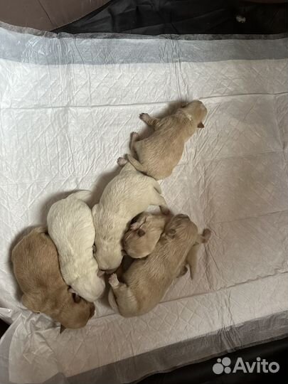 Щенки немецкого шпица