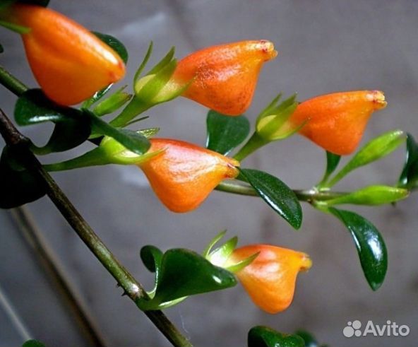 Нематантус