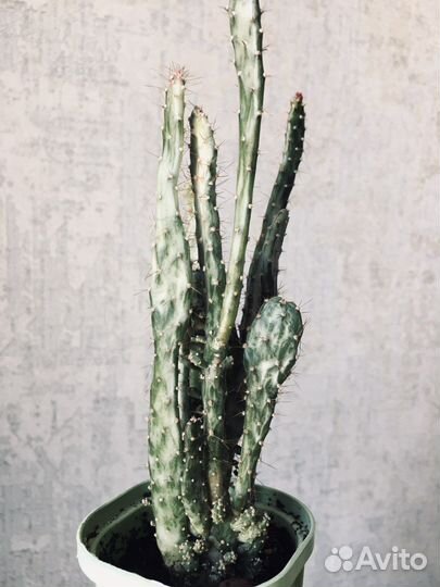 Кактус опунция Монаканта