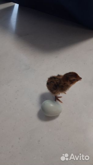 Перепела суточные