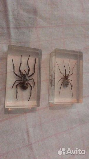 Пауки насекомые