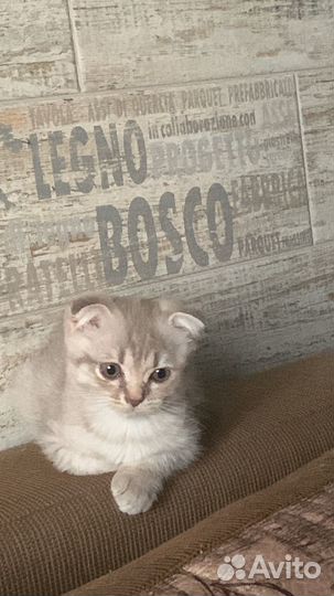 Британская кошка