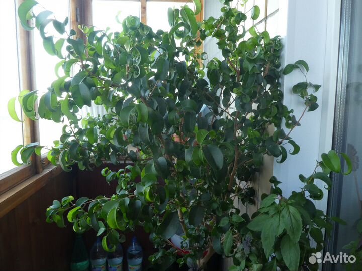 Фикус кудрявый (Ficus Barok)