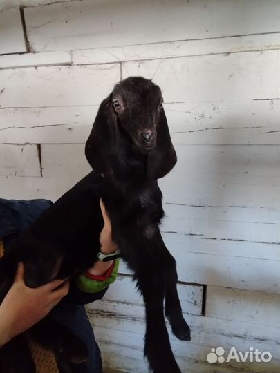 Козлята, козы камори-нубиец