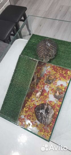 Черепаха с аквариумом