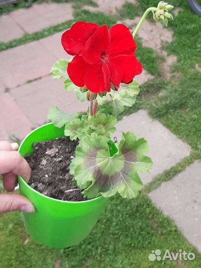 Пеларгония герань