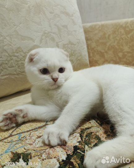Шотландский котик