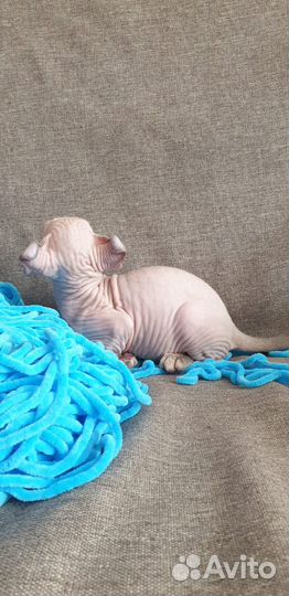 Котята сфинкс эльф