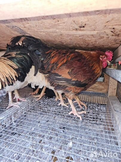 Куры молодки несушки доминант