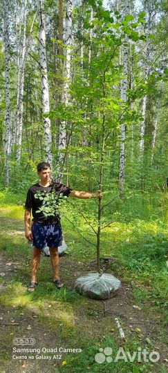 Липа мелколистная