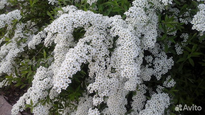 Спирея белая 