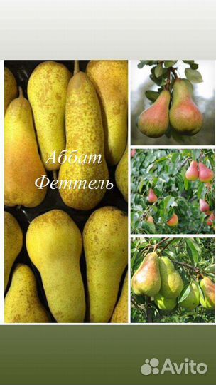 Саженцы плодовых деревьев