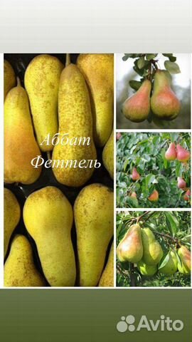 Саженцы плодовых деревьев