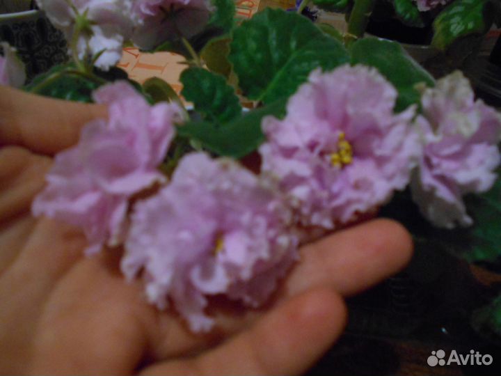 Фиалки сортовые