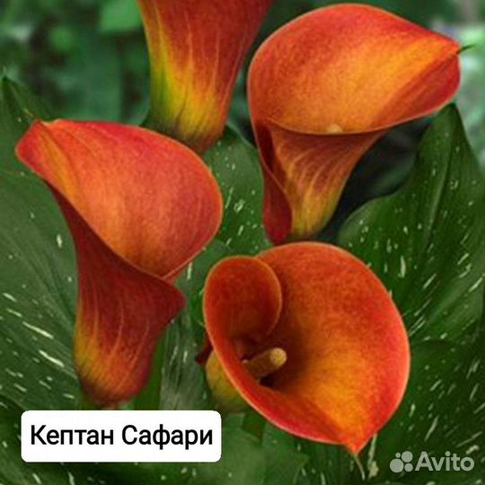 Растения цветы для сада