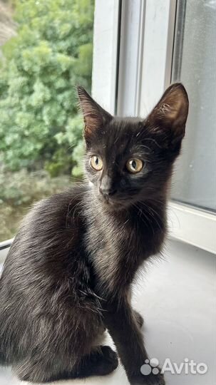 Черный котик
