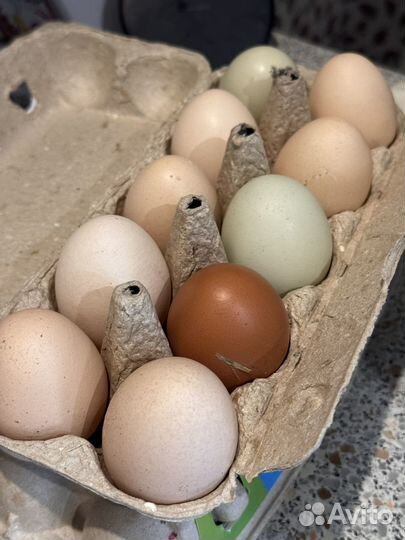 Домашние куриные яйца