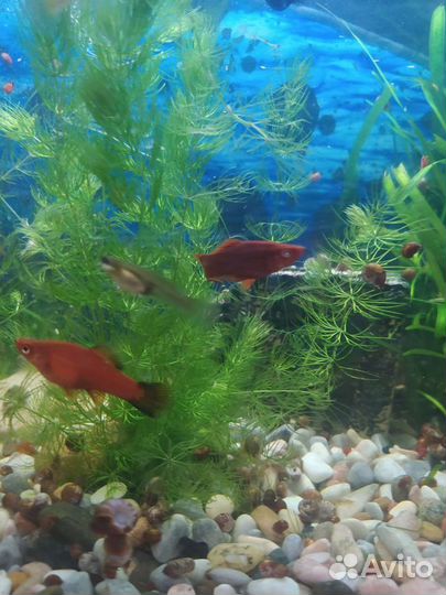 Аквариумные растения, гуппи