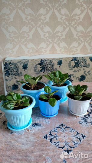 Фиалки Прекрасные