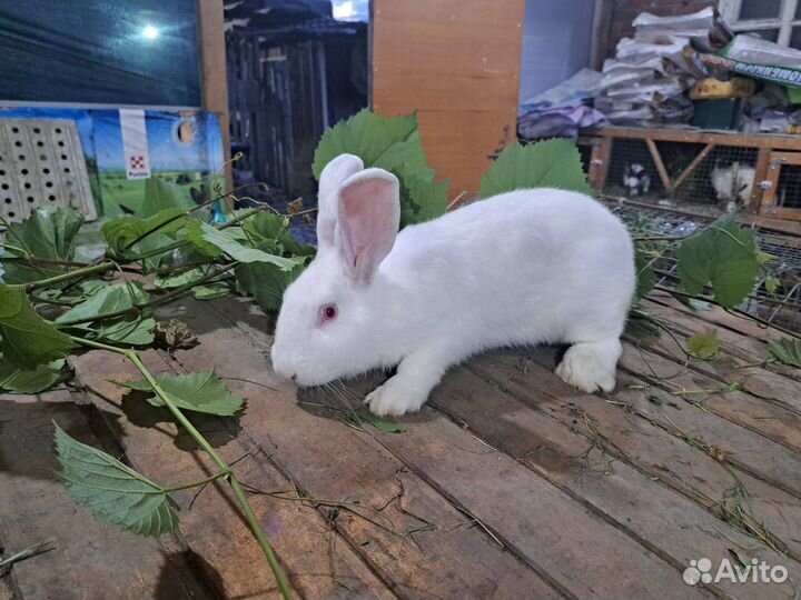 Продается молодой самец белый паннон