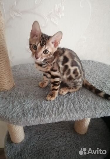 Когтеточка домик для кошки бу