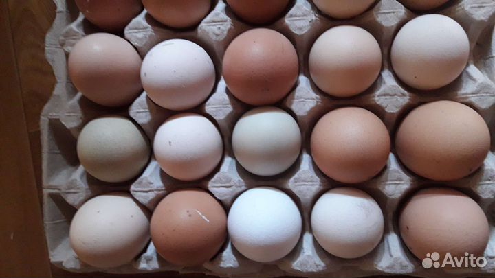 Домашние, пищевые яйца от породистых кур