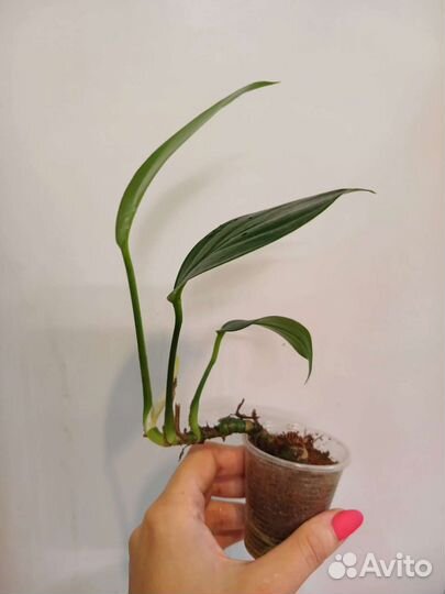 Рафидофора декурсива